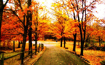 A Walk In The Park, trees, autumn, leaf, beautiful, nature, park HD wallpaper