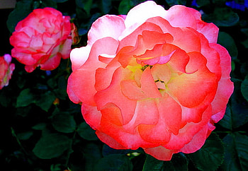 Bina - bright and beautiful, white, coral, black background, yellow, flower, bright, peony HD wallpaper