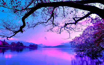 Cloudy sunset sky, Majestic tree silhouette, Serene twilight, Nature's tranquility HD wallpaper