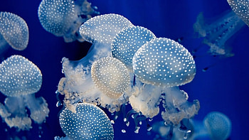 Magnificent jellyfish, Animal , Vibrant creatures, Oceanic masterpieces HD wallpaper