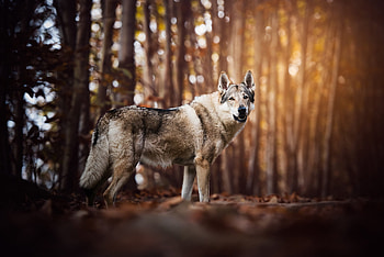 Wolf Look Like Dog, dog, animals HD wallpaper
