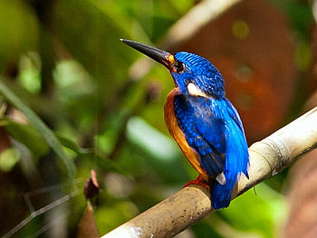 Kingfisher, cool, bird HD wallpaper