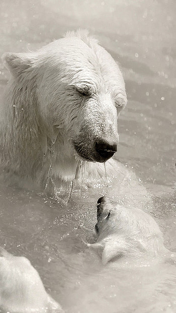 Polar bear inspiration, Creative ideas, Arctic wonderland, Polar bear enthusiasts HD phone wallpaper