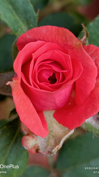 Rose, red rose HD phone wallpaper