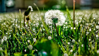 Grass, Plant, Macro, Dew, Dandelion HD wallpaper