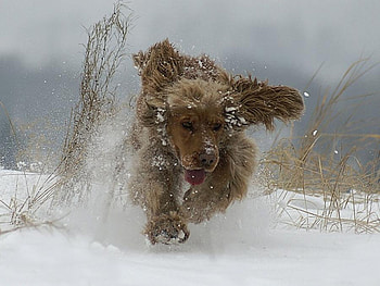 running dog, dog, winter, running, snow HD wallpaper