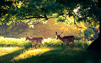 Morning Walk, morning, field, deers, forest, walk HD wallpaper