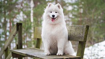 White Samoyed Dog With Tongue Out Is Sitting On Wood Bench In Blur Bokeh Background Dog HD wallpaper