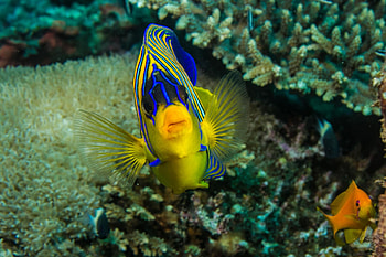 Regal angel pygoplites, Vibrant coral farm, Tropical marine life, Stunning HD wallpaper