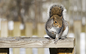 Animals, Squirrel, Animal, Railings, Handrail HD wallpaper
