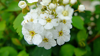 White Spirea Flowers Petals Buds Plant Branches In Blur Background Flowers HD wallpaper