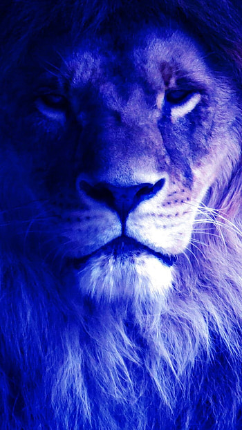Blue Lion, Blue, Lion Face HD phone wallpaper