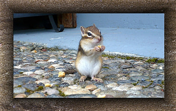 Visiting Chipmunk, , chipmunk, washington HD wallpaper