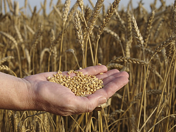 Wheat, Grains HD wallpaper