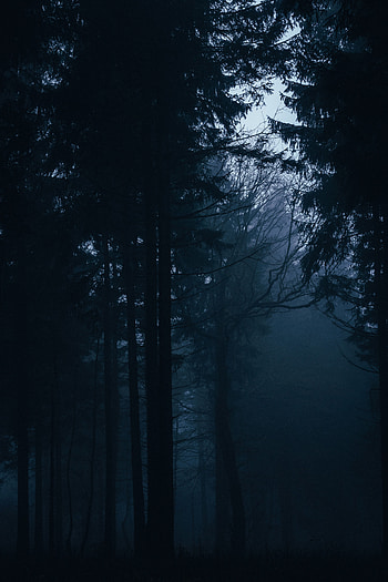 Trees, Dark, Forest, Fog, Darkness HD phone wallpaper
