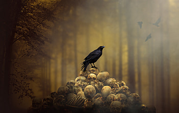 Raven Sitting On Skulls, raven, skull, graphy HD wallpaper