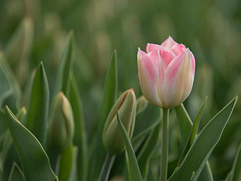 Pink tulip, Tulip, Pink, Flower, Garden HD wallpaper