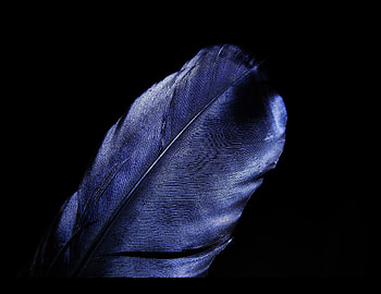 Leaf, feather, blue, dark black HD wallpaper