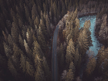 Nature, Trees, Pine, View From Above, Top, Road, Forest, Tops HD wallpaper