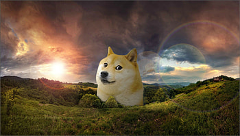 Doge - Info HD wallpaper