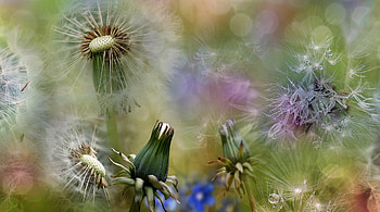 Dandelion, summer, spring, macro HD wallpaper