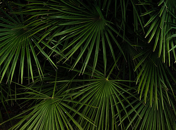 Nature, Leaves, Bush HD wallpaper