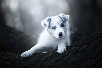 Puppy, dog, animal, white, blakc, australian shepherd, paw, forest, caine HD wallpaper