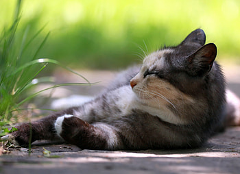Animals, Grass, Cat, Relaxation, Rest HD wallpaper