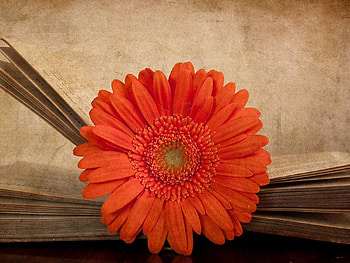 Flowers, Flower, Book, Gerbera HD wallpaper