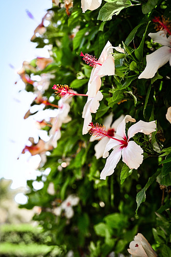 Flowers, Bush, Flower, Bloom, Flowering, Hibiscus HD phone wallpaper