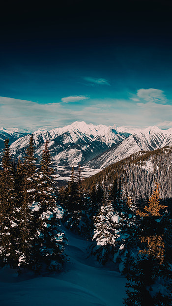 Landscape, Nature, Mountains, Pine, Snow, Forest HD phone wallpaper