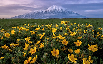 Volcano and Flowers, volcano, flowers, Russia, yellow HD wallpaper