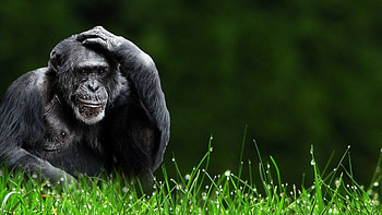 Animated Monkey , Dynamic Background, Playful Creatures, Monkey Magic HD wallpaper