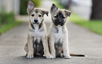 Cute Puppies For Sale Puppy Tumblr Dog Baby . HD wallpaper