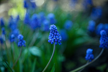 Hyacinth, purple flowers, bloom, blur HD wallpaper