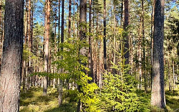 Forest in Latvia, trees, Latvia, nature, forest HD wallpaper