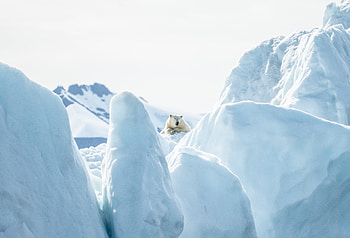 White bear, glacier, landscape HD wallpaper