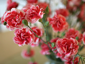Flowers, Carnations, Bush, Spray, Sharpness HD wallpaper