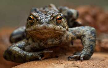 Awesome toad, background, computer , Nature's splendor HD wallpaper