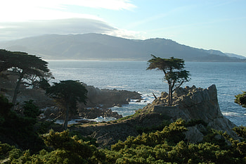 The Lone Cypress, Cypress Tree HD wallpaper