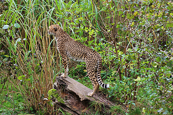 Animals, Leopard, Predator, Big Cat, Stains, Spots HD wallpaper