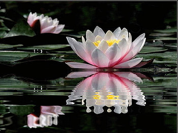 lily pond, pink, reflection, waterlily, pond HD wallpaper