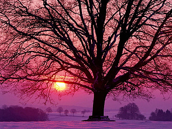 Winter, Nature, Sunset, Snow, Wood, Tree, Branches, Branch, Benches HD wallpaper