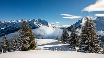 Nature, Mountains, Snow, Fog, Spruce, Fir HD wallpaper