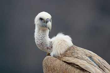 Griffon Vulture , Full , Stunning visuals HD wallpaper