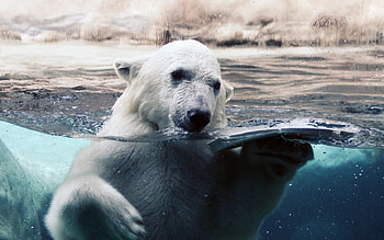 Graceful underwater world, Playful polar antics, Stunning backgrounds, Arctic treasures HD wallpaper