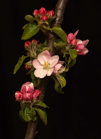 Flowers, Bloom, Flowering, Branch HD phone wallpaper