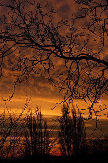 Nature, Sunset, Sky, Silhouette, Branch HD phone wallpaper