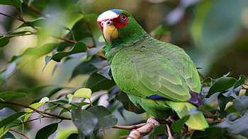 Green Parrot On Branch, animal, branch, bird, trees, parrot HD wallpaper