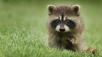 Ultra raccoon, Crisp detail, , Stunning visuals HD wallpaper